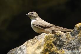 Image result for Ptyonoprogne rupestris