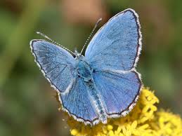 Attēlu rezultāti vaicājumam “Plebejus argus / Plebejus idas”