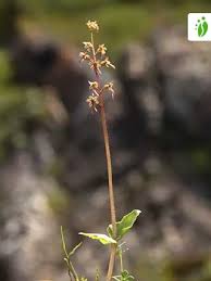 Attēlu rezultāti vaicājumam “Listera ovata fruit”