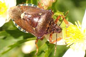 Attēlu rezultāti vaicājumam “Pinthaeus sanguinipes”
