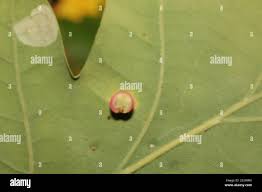 Attēlu rezultāti vaicājumam “Neuroterus albipes”