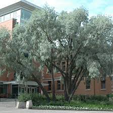 Attēlu rezultāti vaicājumam “Salix alba var. sericea”