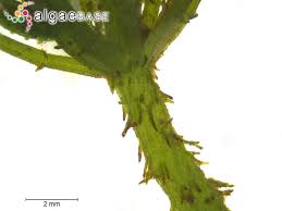 Attēlu rezultāti vaicājumam “Chara hispida”