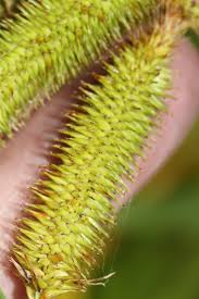 Attēlu rezultāti vaicājumam “Carex pseudocyperus female flower”