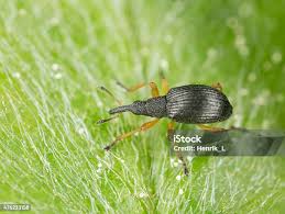 Attēlu rezultāti vaicājumam “Protapion sp.”