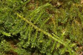 Attēlu rezultāti vaicājumam “Pseudoleskeella nervosa”