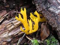 Attēlu rezultāti vaicājumam “Calocera viscosa”