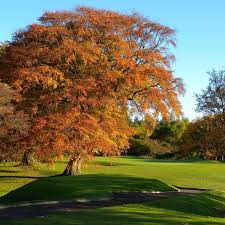 Image result for Castle Eden Golf Club