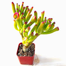 Image result for Crassula hobbit