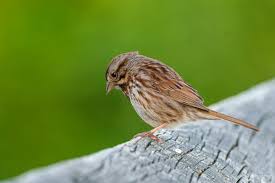 Image result for Melospiza melodia