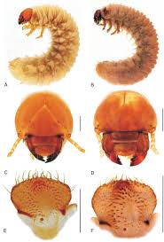 Attēlu rezultāti vaicājumam “Leiodidae larva”
