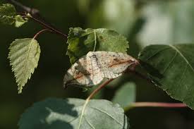 Attēlu rezultāti vaicājumam “Drepana falcataria”