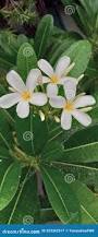Attēlu rezultāti vaicājumam “Apocynaceae”