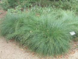 Attēlu rezultāti vaicājumam “Carex loliacea”