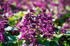 Image result for Salvia splendens