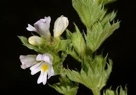 Attēlu rezultāti vaicājumam “Euphrasia”