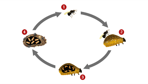 Attēlu rezultāti vaicājumam “Hadula trifolii larva”