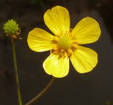 Attēlu rezultāti vaicājumam “Ranunculus flammula bud”