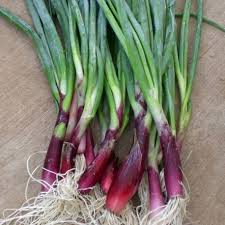 Résultat de recherche d'images pour "Allium fistulosum"