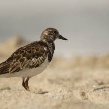 Attēlu rezultāti vaicājumam “Arenaria interpres”