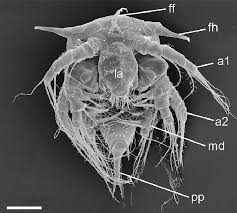 Attēlu rezultāti vaicājumam “Balanus improvisus”