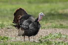 Attēlu rezultāti vaicājumam “Meleagris male”