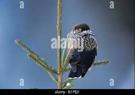 Attēlu rezultāti vaicājumam “Nucifraga caryocatactes adult”