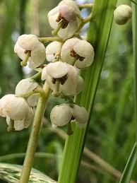 Attēlu rezultāti vaicājumam “Pyrola media”