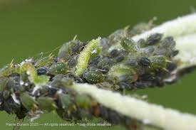 Attēlu rezultāti vaicājumam “Sternorrhyncha”