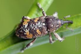 Attēlu rezultāti vaicājumam “Pissodes castaneus”