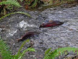 Image result for Oncorhynchus kisutch