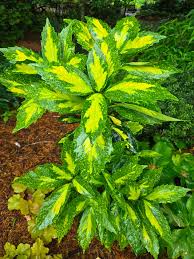 Attēlu rezultāti vaicājumam “Euura acutifoliae”