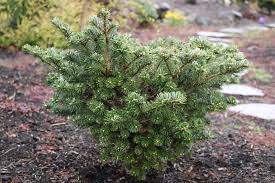 Attēlu rezultāti vaicājumam “Abies veitchii”