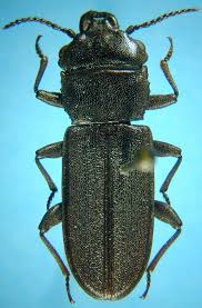 Attēlu rezultāti vaicājumam “Cucujidae”