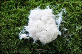 Attēlu rezultāti vaicājumam “Fuligo candida”