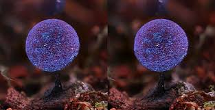 Attēlu rezultāti vaicājumam “Lamproderma debile macro”