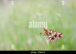 Attēlu rezultāti vaicājumam “Clossiana selene underside”