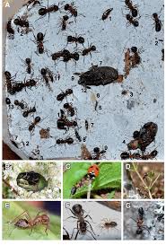 Attēlu rezultāti vaicājumam “Formica rufa imago”