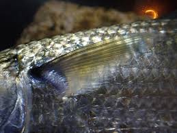 Image result for Crenimugil seheli