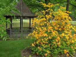 Attēlu rezultāti vaicājumam “Rhododendron calendulaceum”