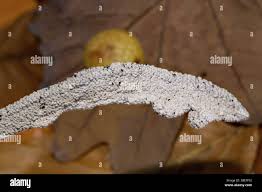 Attēlu rezultāti vaicājumam “Physarum bitectum macro”