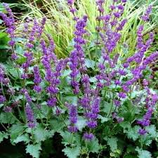 Attēlu rezultāti vaicājumam “Salvia verticillata flower”
