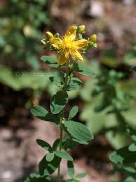Attēlu rezultāti vaicājumam “Hypericum maculatum flower”