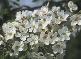 Attēlu rezultāti vaicājumam “Prunus avium flower”