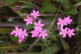 Attēlu rezultāti vaicājumam “Centaurium littorale flower”