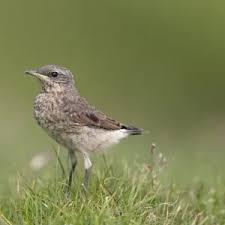 Attēlu rezultāti vaicājumam “Oenanthe oenanthe juvenile”