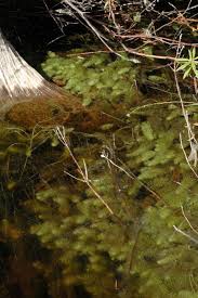 Attēlu rezultāti vaicājumam “Utricularia intermedia leaf”