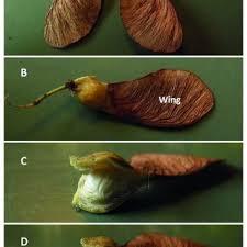 Attēlu rezultāti vaicājumam “Acer pseudoplatanus fruit”