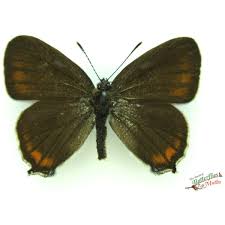 Attēlu rezultāti vaicājumam “Satyrium pruni”