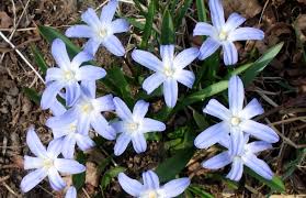 Attēlu rezultāti vaicājumam “Scilla luciliae”